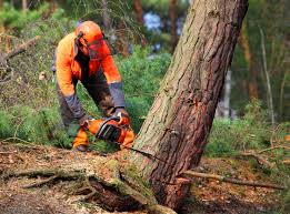 Tree and Shrub Care in St Martinville, LA