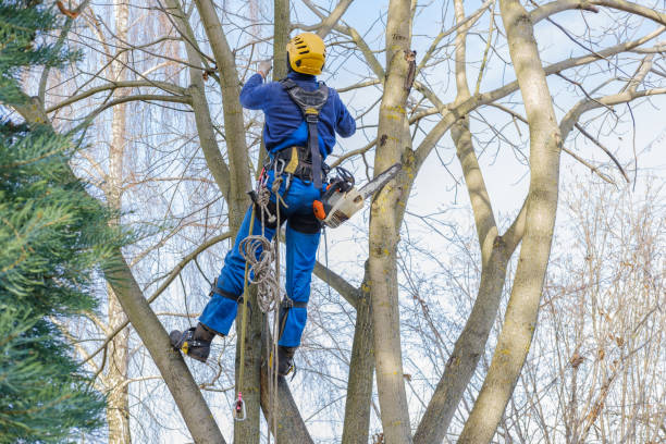  St Martinville, LA Tree Care Pros