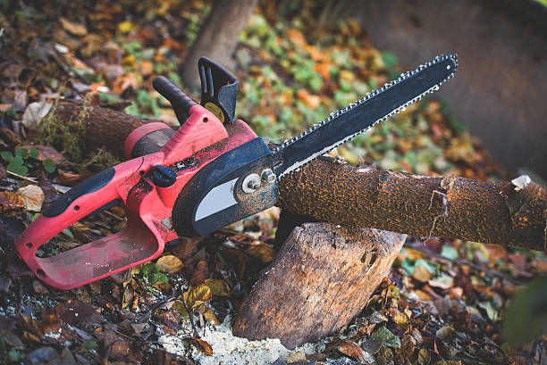 How Our Tree Care Process Works  in  St Martinville, LA